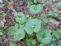 Claytonia perfoliata 5, Witte winterpostelein, Saxifraga-Rutger Barendse