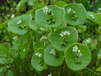Claytonia perfoliata 9, Witte winterpostelein, Saxifraga-Ed Stikvoort.