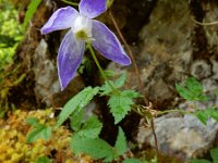 Clematis alpina 10, Saxifraga-Ed Stikvoort