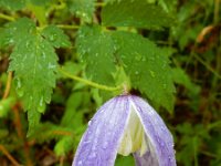 Clematis alpina 11, Saxifraga-Ed Stikvoort