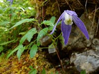 Clematis alpina 12, Saxifraga-Ed Stikvoort