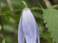 Clematis alpina 14, Saxifraga-Willem van Kruijsbergen