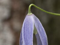 Clematis alpina 15, Saxifraga-Willem van Kruijsbergen