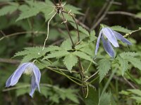 Clematis alpina 17, Saxifraga-Willem van Kruijsbergen
