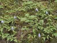 Clematis alpina 18, Saxifraga-Willem van Kruijsbergen
