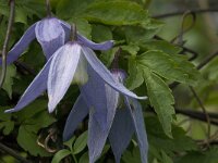 Clematis alpina 2, Saxifraga-Jan van der Straaten