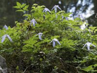 Clematis alpina 21, Saxifraga-Willem van Kruijsbergen