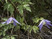 Clematis alpina 22, Saxifraga-Willem van Kruijsbergen