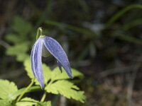 Clematis alpina 23, Saxifraga-Willem van Kruijsbergen