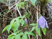 Clematis alpina 24, Saxifraga-Rutger Barendse