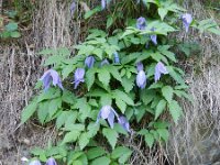 Clematis alpina 25, Saxifraga-Rutger Barendse