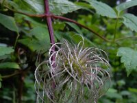 Clematis alpina 27, Saxifraga-Ed Stikvoort