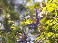 Clematis alpina 3, Foto Fitis-Sytske Dijksen
