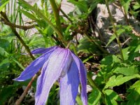 Clematis alpina 4, Saxifraga-Jasenka Topic