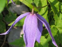 Clematis alpina 6, Saxifraga-Jasenka Topic