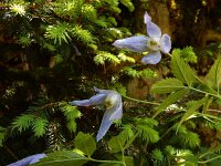 Clematis alpina 9, Saxifraga-Ed Stikvoort