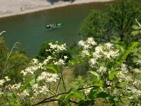 Clematis flammula 3, Saxifraga-Dirk Hilbers