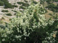 Clematis flammula 4, Saxifraga-Jasenka Topic