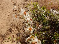 Clematis flammula 5, Saxifraga-Ed Stikvoort