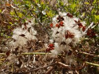 Clematis flammula 6, Saxifraga-Ed Stikvoort