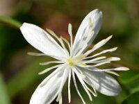 Clematis flammula 9, Saxifraga-Sonja Bouwman  Fragrant virgin's bower - Clematis flammula - Ranunculaceae familie; Dubrovnik (Kr)