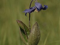 Clematis integrifolia 4, Saxifraga-Bas Klaver