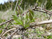 Clematis vitalba 26, Bosrank, Saxifraga-Rutger Barendse