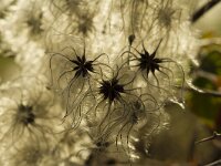 Clematis vitalba 32, Bosrank, Saxifraga-Jan Nijendijk