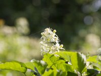 Clematis vitalba 33, Bosrank, Saxifraga-Jan Nijendijk