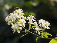 Clematis vitalba 34, Bosrank, Saxifraga-Jan Nijendijk