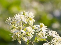 Clematis vitalba 35, Bosrank, Saxifraga-Jan Nijendijk