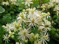 Clematis vitalba 36, Bosrank, Saxifraga-Hans Grotenhuis