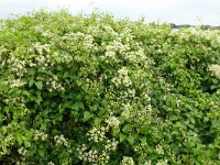 Clematis vitalba 37, Bosrank, Saxifraga-Hans Grotenhuis