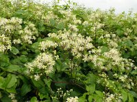 Clematis vitalba 38, Bosrank, Saxifraga-Hans Grotenhuis