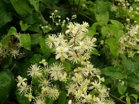 Clematis vitalba 39, Bosrank, Saxifraga-Hans Grotenhuis