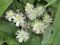 Clematis vitalba 40, Bosrank, Saxifraga-Tom Heijnen