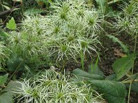 Clematis vitalba 41, Bosrank, Saxifraga-Rutger Barendse
