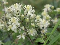 Clematis vitalba 41, Bosrank, Saxifraga-Tom Heijnen