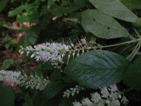 Clethra alnifolia