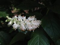 Clethra alnifolia 3, Clethra, Saxifraga-Rutger Barendse