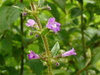 Clinopodium acinos 10, Kleine steentijm, Saxifraga-Hans Grotenhuis