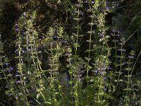 Clinopodium acinos 12, Kleine steentijm, Saxifraga-Willem van Kruijsbergen