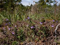 Clinopodium acinos 7, Kleine steentijm, Saxifraga-Ed Stikvoort
