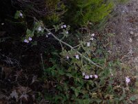 Clinopodium calamintha