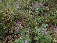Clinopodium menthifolium 14, Bergsteentijm, Saxifraga-Ed Stikvoort : A900