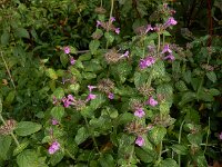 Clinopodium vulgare 42, Borstelkrans, Saxifraga-Ed Stikvoort : omgeving Windstein A900