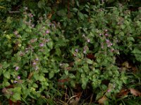 Clinopodium vulgare 43, Borstelkrans, Saxifraga-Ed Stikvoort : omgeving Windstein A900