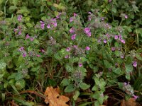 Clinopodium vulgare 44, Borstelkrans, Saxifraga-Ed Stikvoort : omgeving Windstein A900