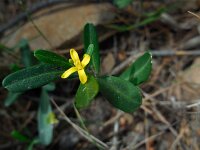 Cneorum tricoccum 3, Saxifraga-Ed Stikvoort