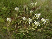 Cochlearia anglica